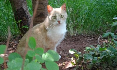 Sosyal medyada yer alan kediye şiddet haberleri yalan çıktı