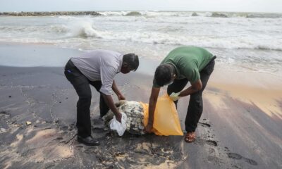 Sri Lanka’da gemi yangınının etkileri sürüyor: Ölü kaplumbağalar kıyıya vurdu