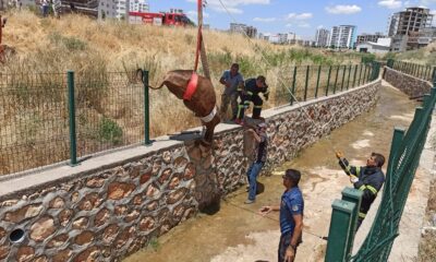 Su kanalına düşen inek itfaiye ekiplerince kurtarıldı