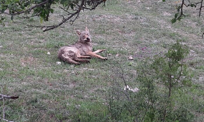 Su kuyusundan kurtarılan kurt doğaya salındı