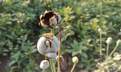 Şuhut’ta kuvvetli yağış buğday ve haşhaş ekili alanlara zarar verdi