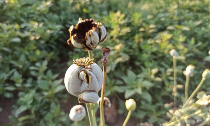 Şuhut’ta kuvvetli yağış buğday ve haşhaş ekili alanlara zarar verdi