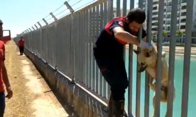 Sulama kanalına düşen köpek kurtarıldı