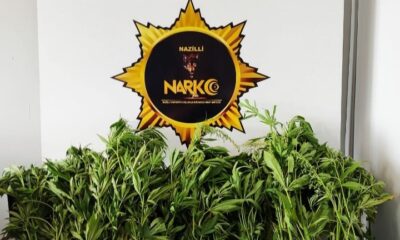 Sulama kanalında hint keneviri operasyonu