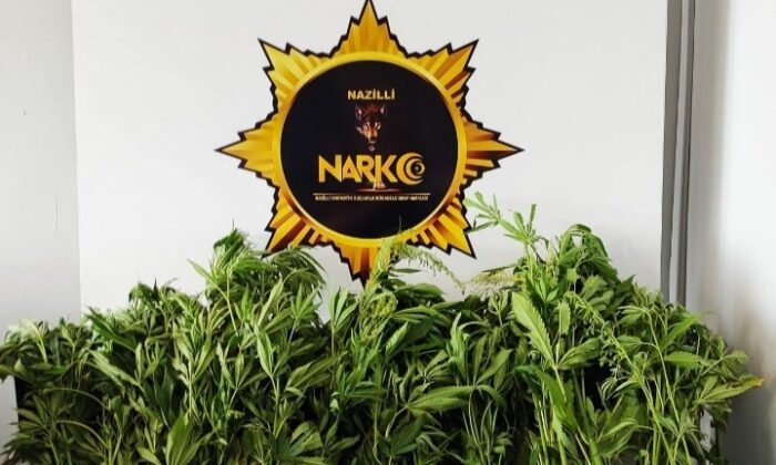 Sulama kanalında hint keneviri operasyonu