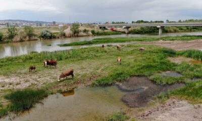 Sular çekildi, hayvanlara otlak oldu