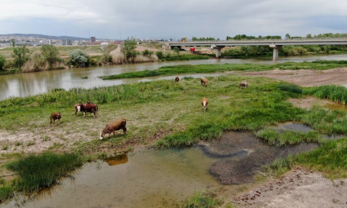Sular çekildi, hayvanlara otlak oldu