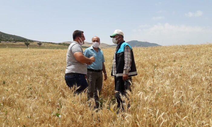 Süne zararlısı hububatı tehdit ediyor