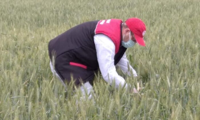 Süne zararlısına karşı zirai mücadele başlatıldı