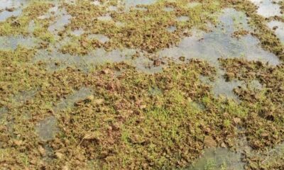 Süper besin Çilimli’de filizlendi