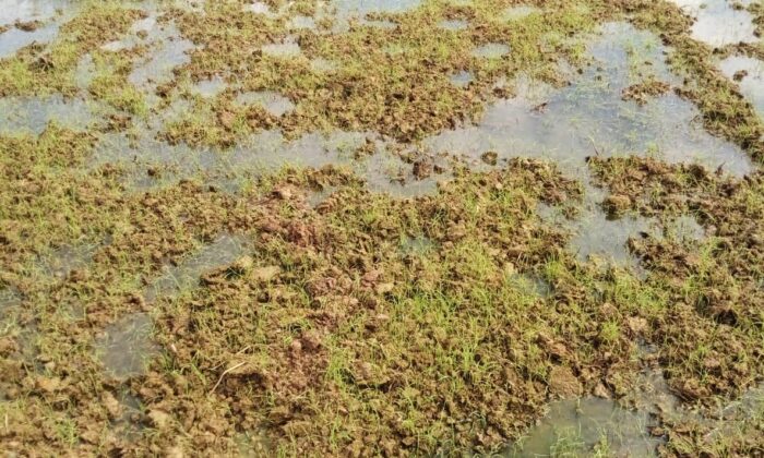 Süper besin Çilimli’de filizlendi