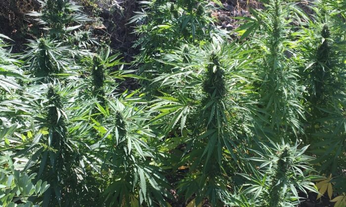 Şüpheli şahsın evinden bin 850 kök hint keneviri çıktı