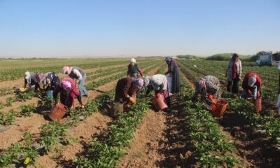 Suriye sınırında acı hasat
