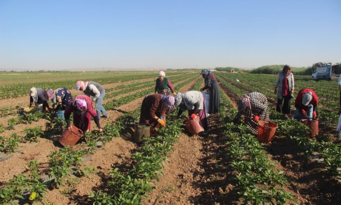 Suriye sınırında acı hasat