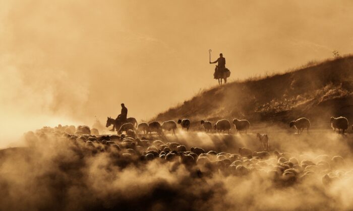 Sürülerin tozlu yolculuğu havadan görüntülendi