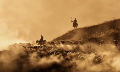 Sürülerin tozlu yolculuğu havadan görüntülendi