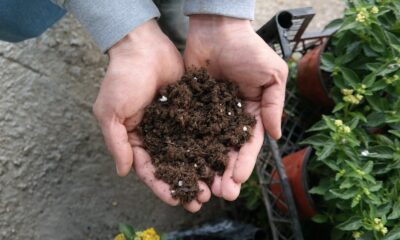 Süs bitkisi ve fide yetiştirme meraklıları bu uyarılara dikkat etmeli