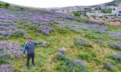 Tarihi Mercimektepe Höyüğü, açan yabani yoncalarla mor renge büründü