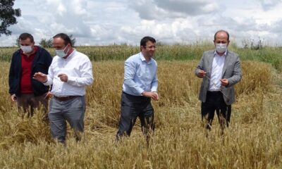 Tarım ve Orman İl Müdürü Öcal’dan dolunun vurduğu ekili alanlarda inceleme