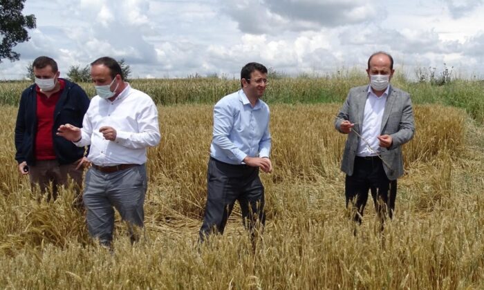 Tarım ve Orman İl Müdürü Öcal’dan dolunun vurduğu ekili alanlarda inceleme