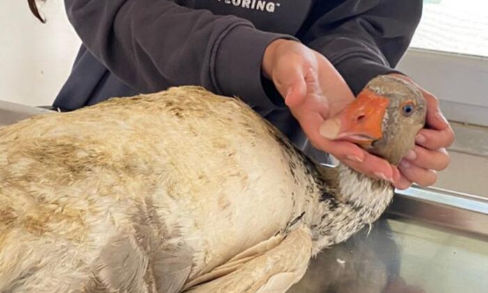 Tarımsal ilaçlamaların ardından hayvan zehirlenmelerine dikkat