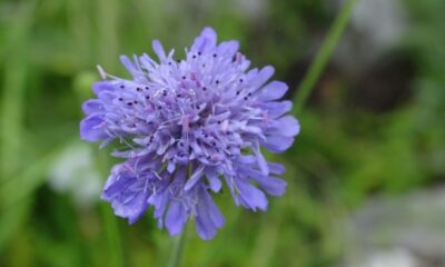 Tarla Lavinya Çiçeği Türkiye florasına kazandırıldı
