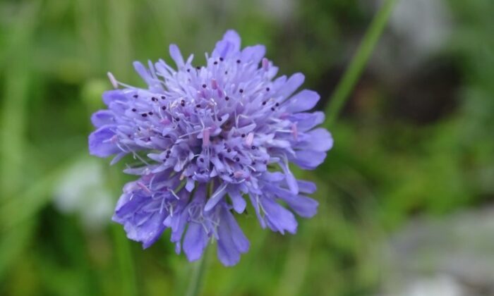 Tarla Lavinya Çiçeği Türkiye florasına kazandırıldı