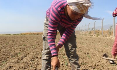 Tarlada çapa sallayıp şampiyonaya hazırlanıyor