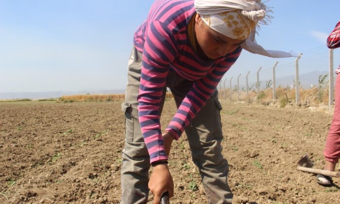 Tarlada çapa sallayıp şampiyonaya hazırlanıyor