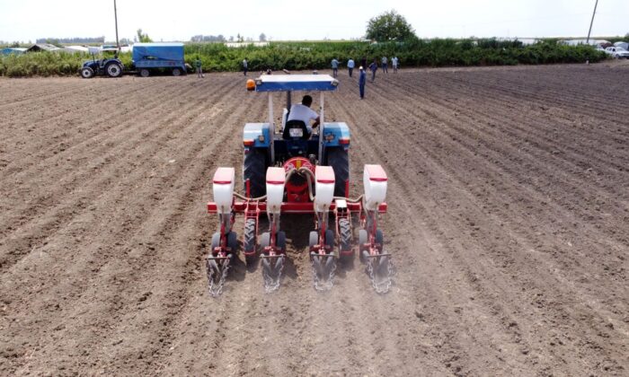 Tarsus Belediyesi, bu kez de yerli tohumla soya fasulyesi ekti