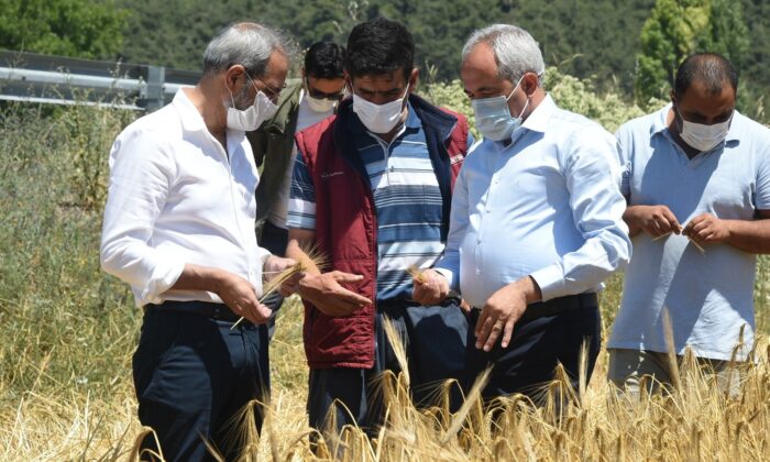 Tarsus Belediyesinin ektiği ata tohumlar hasat edildi