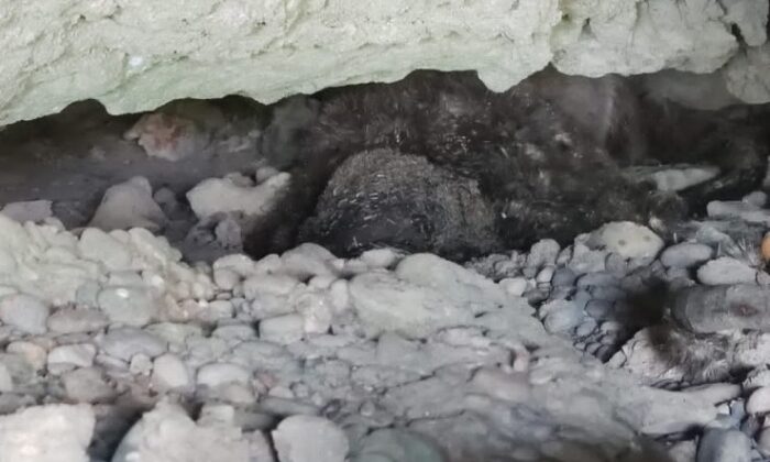 Tarsus’ta 2 su samuru ölü bulundu