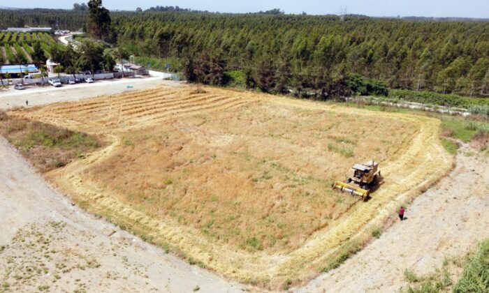 Tarsus’ta 7 dönümlük kunduru buğdayı hasat edildi