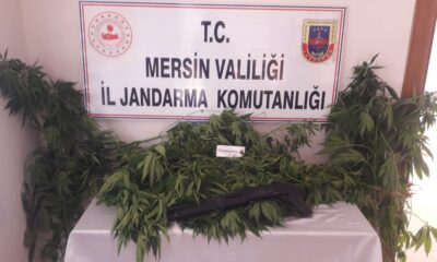 Tarsus’ta 84 kök kenevir bitkisi ele geçirildi