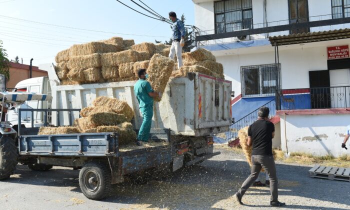 Tarsus’ta hasat edilen 30 ton buğday ve saman üreticilere ücretsiz dağıtıldı