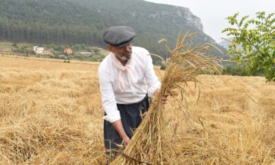 Tarsus’ta kunduru buğdayının son hasadı yapıldı