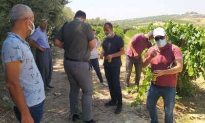 Tarsus’ta üzüm kesimine izin verildi