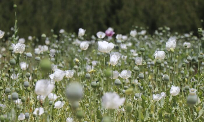 Taşıma suya muhtaç kalan haşhaşlardan yüksek rekolte bekliyor