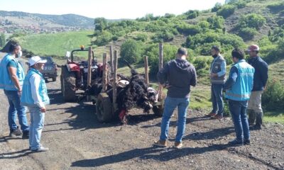 Tavşanlı’da yıldırım düşmesi sonucu 21 küçükbaş hayvan telef oldu