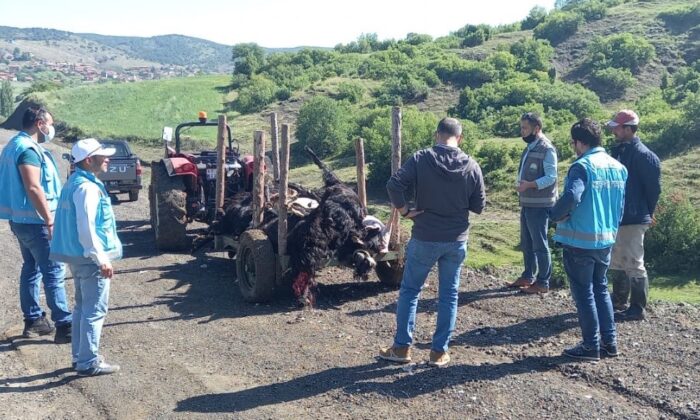 Tavşanlı’da yıldırım düşmesi sonucu 21 küçükbaş hayvan telef oldu
