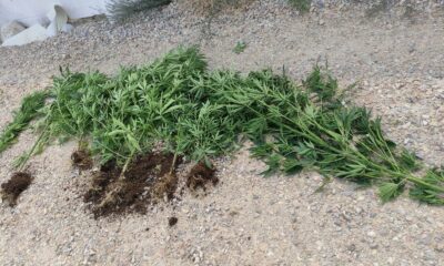 Tavuk çiftliğinde kenevir yetiştirip satan şahıslar yakalandı