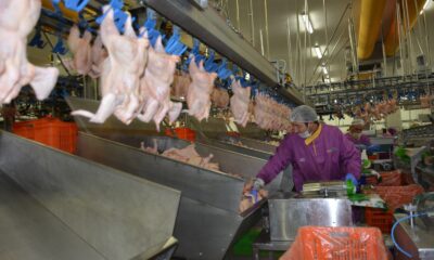 Tavuk devi 2021’de 160 milyon TL’lik yatırım plânlıyor