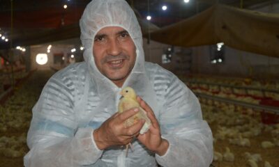 Tavuk yetiştiricilerinden beyaz et şirketlerine mesaj