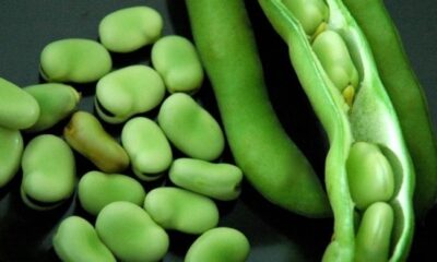 Taze baklanın faydaları saymakla bitmiyor