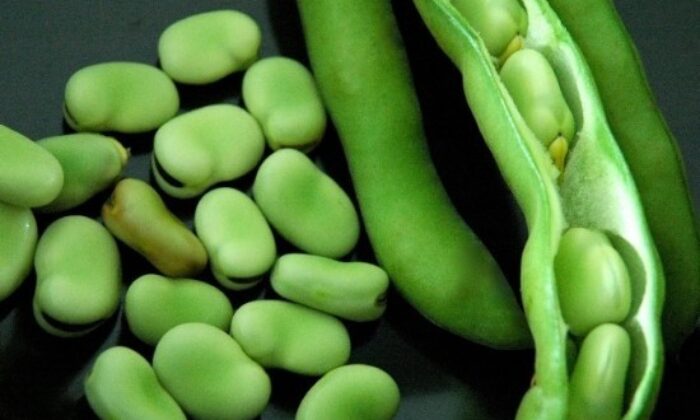 Taze baklanın faydaları saymakla bitmiyor