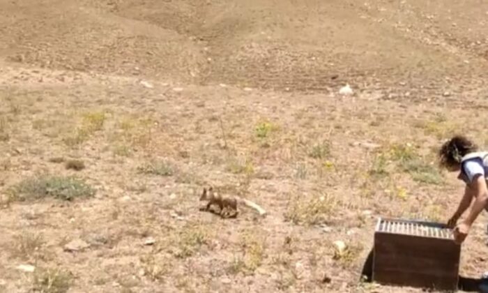 Tedavileri tamamlanan yavru tilkiler doğaya bırakıldı