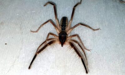 Tehlikeli ’Çöl Örümceği’  Aydın’da ortaya çıktı