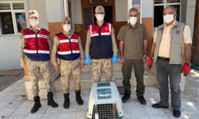 Tek kanatlı baykuşa jandarma yardımı