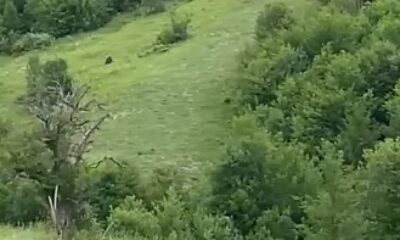 Telef ettiği hayvana gelen ayıyı, vatandaşlar görüntüledi