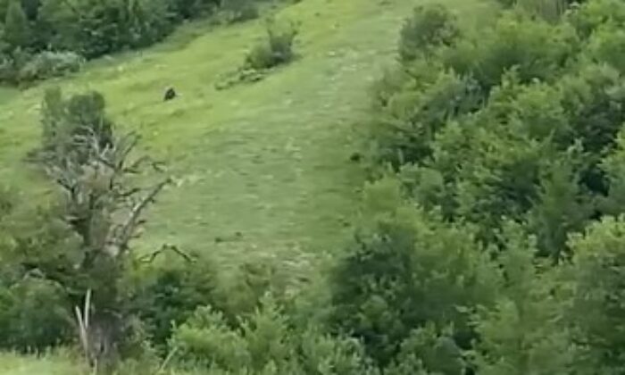 Telef ettiği hayvana gelen ayıyı, vatandaşlar görüntüledi